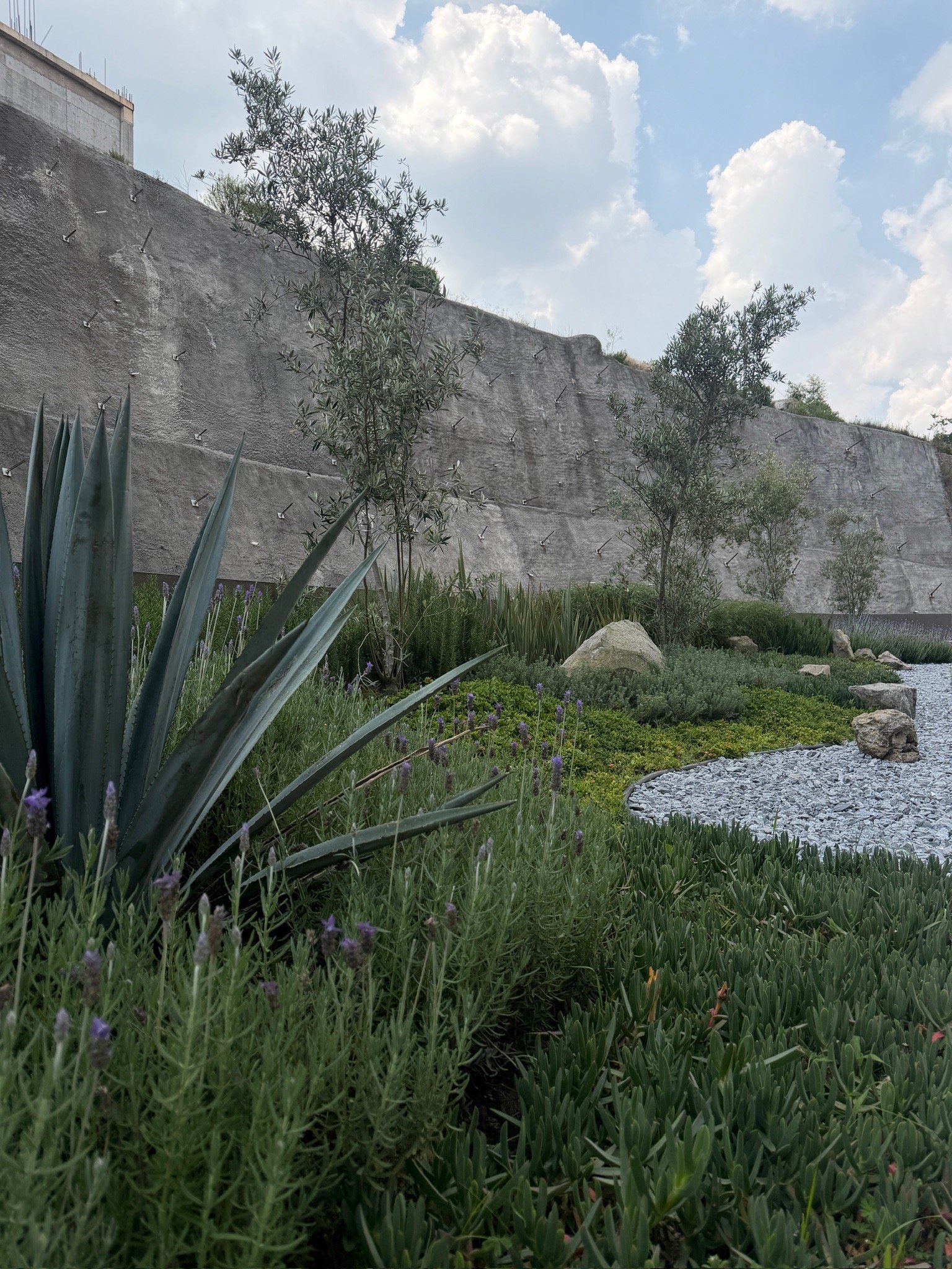 Jardín contemporáneo con olivos, agaves y plantas aromáticas